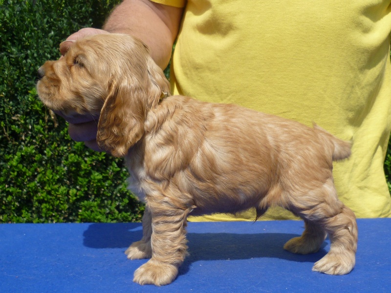 14. Gino pod Ořechem-žlutá.JPG